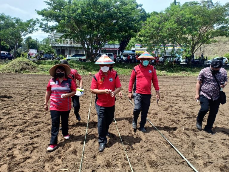 Peringati Bulan Bung Karno, Koperasi Komunitas dan Poktan di Minsel Tanam Jagung
