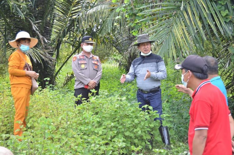 PYR Panen Perdana Nilam di Karowa-Tompasobaru